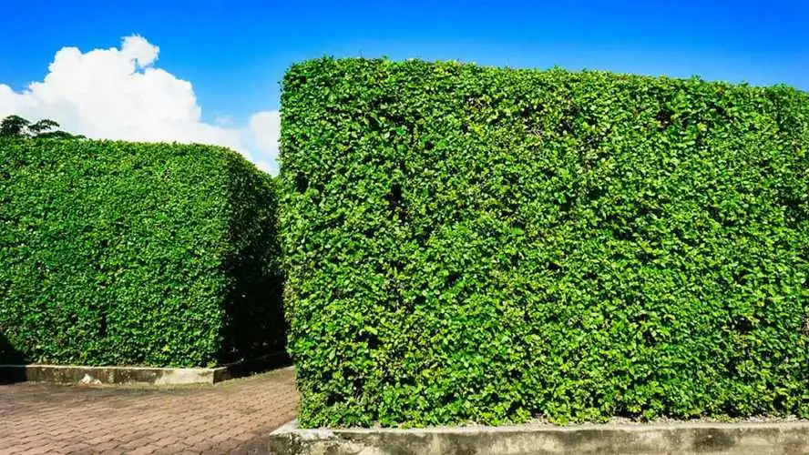 城市园林管理养护问题调查：何种植物适应城区环境最佳？