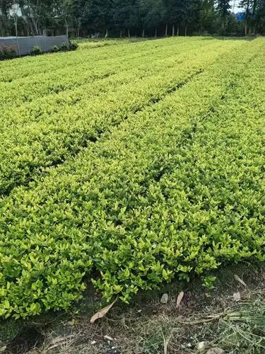 小车村安置区绿化工程